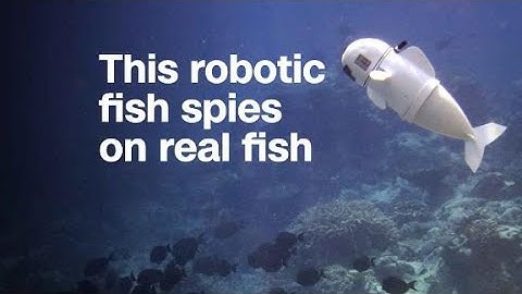 This robotic fish spies on real fish