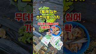 7월에 심는 추천작물7가지  무더운 여름에 심어 가을까지 수확하는 금값하는 작물 #7월에심는작물
