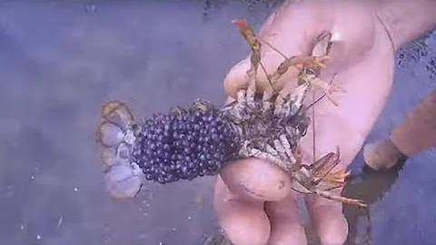 Ловим раков в реке для разведения.Икра рака.  We catch crayfish  in the river