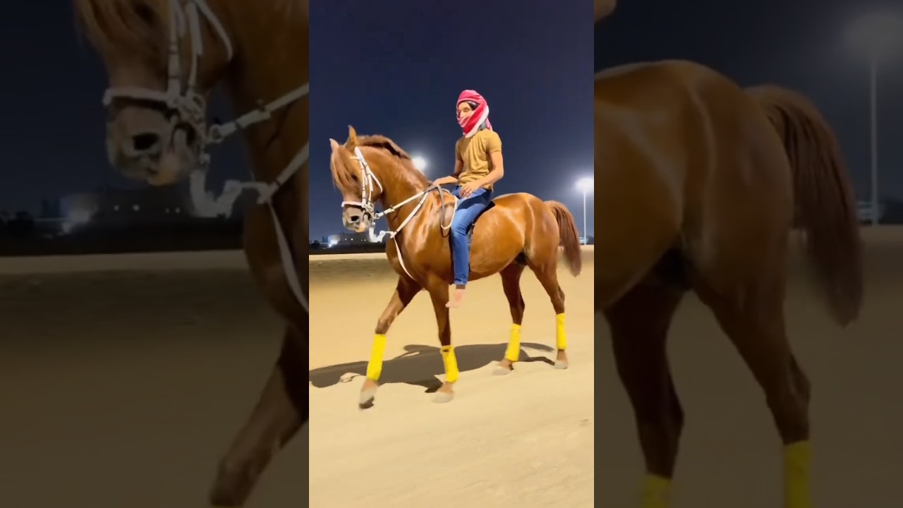 Beautiful Horse video 