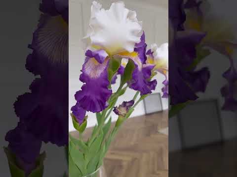 Iris-3. Ирисы бородатые