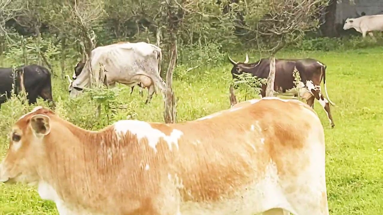 BELOS ANIMAIS NA MARGENS DO RIO PINHEIRO EM SÃO PAULO CAPITAL 