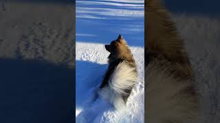 Snowy Keeshond Walk by Khushi Bearest 164 views 6 years ago 1 minute, 49 seconds