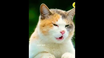 Thumbnail of KUKU KUKU CAT AND DOG SONG | #KUKUCATSONG