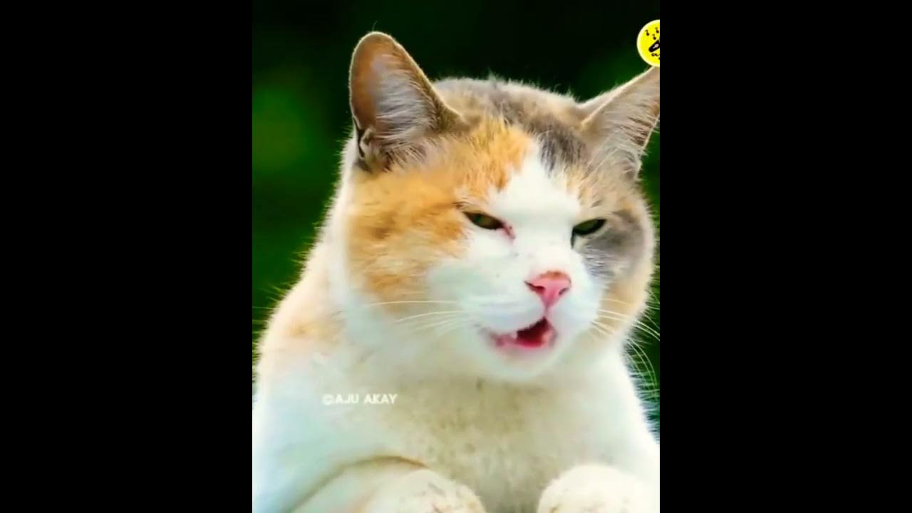 KUKU KUKU CAT AND DOG SONG | #KUKUCATSONG