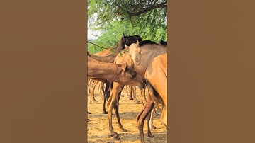 Camel test and Chaska Program #shorts  #shortvideo  #youtubeshorts