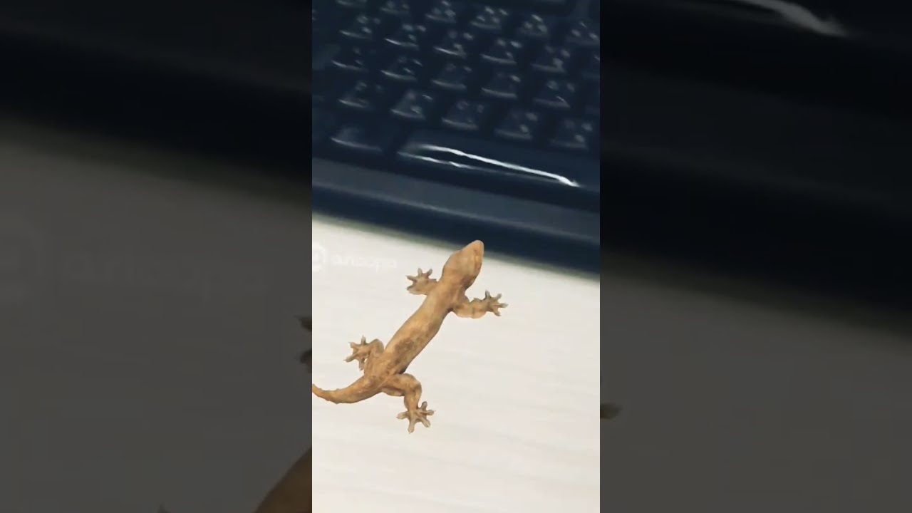 Lizard Sound Call A Gluttonous House Gecko