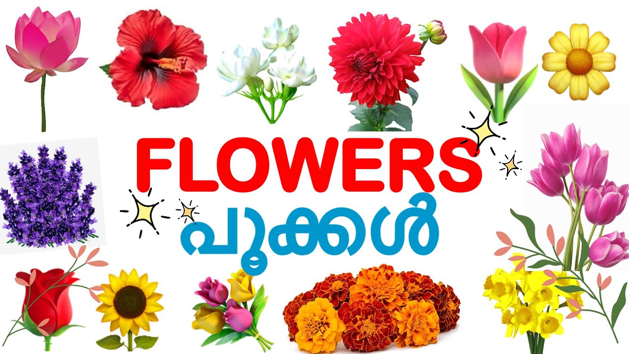 പൂക്കളുടെ പേരുകൾ പഠിക്കാം Names of Flowersukg lkg evs YouTube