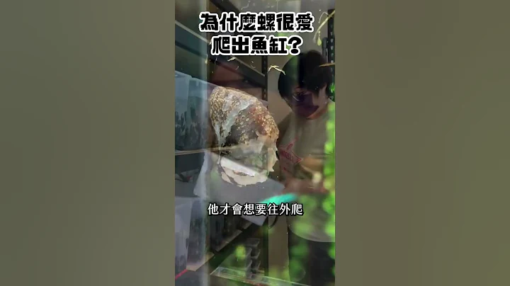 为什么黑金刚螺、兔螺，很爱往鱼缸外面爬？ Why Aquatic Snails like to go outside? #shorts - 天天要闻