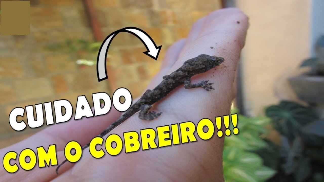 VERDADE ou MITO? LAGARTIXAS podem passar COBREIRO? - YouTube