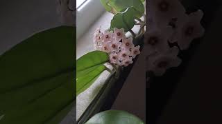 Mum Gülüm