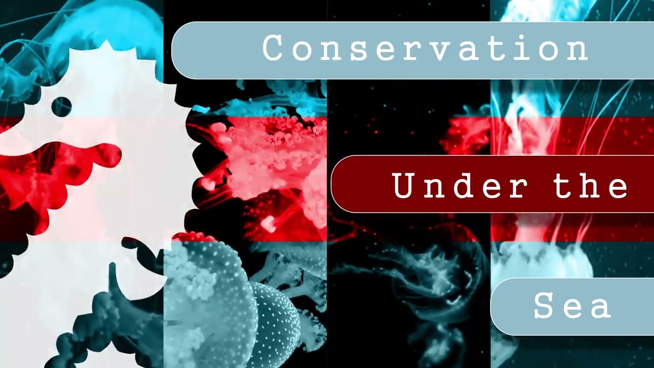 Infographic Introduction - Sea Conservation