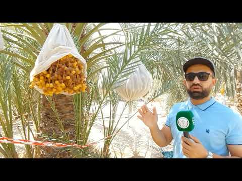 كيف نحصل على إنتاج جيد وسليم من نخيل البرحي المهندس عمر الساري يجيب