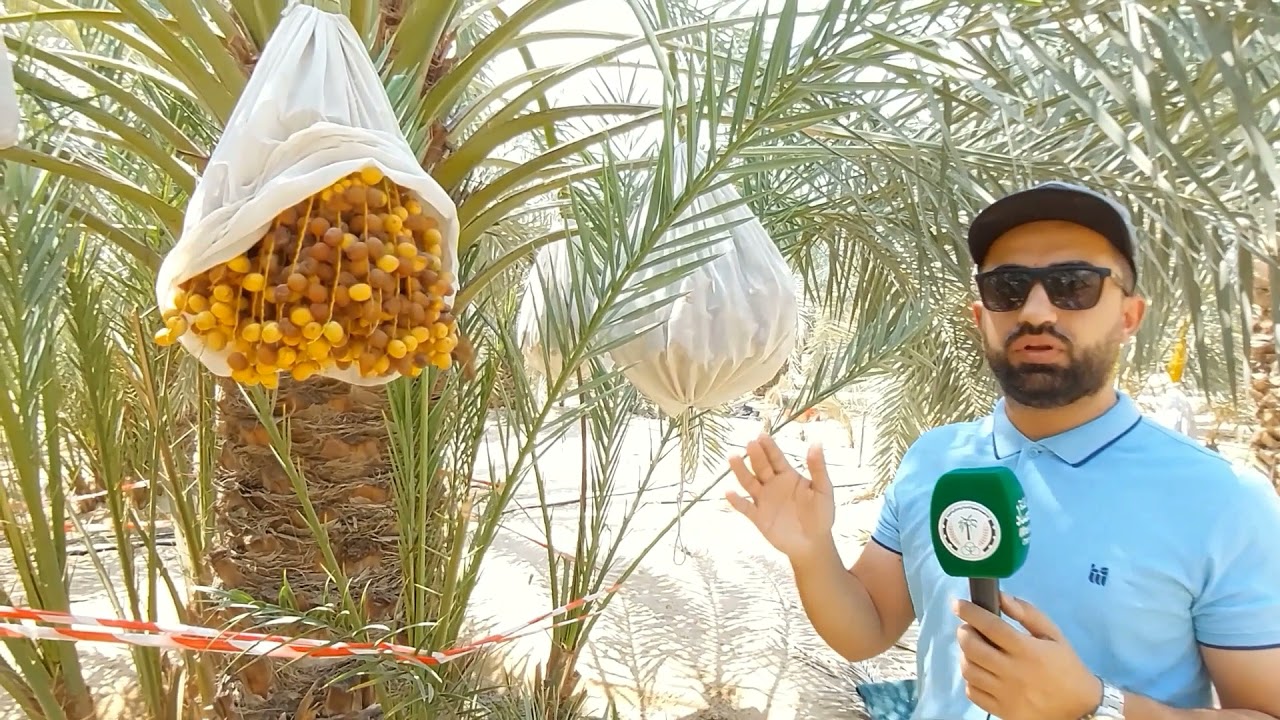 كيف نحصل على إنتاج جيد وسليم من نخيل البرحي.. المهندس عمر الساري يجيب