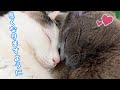 猫喘息の咳が出たハムちゃんと心配するチロさんが仲良く寝てました…！！