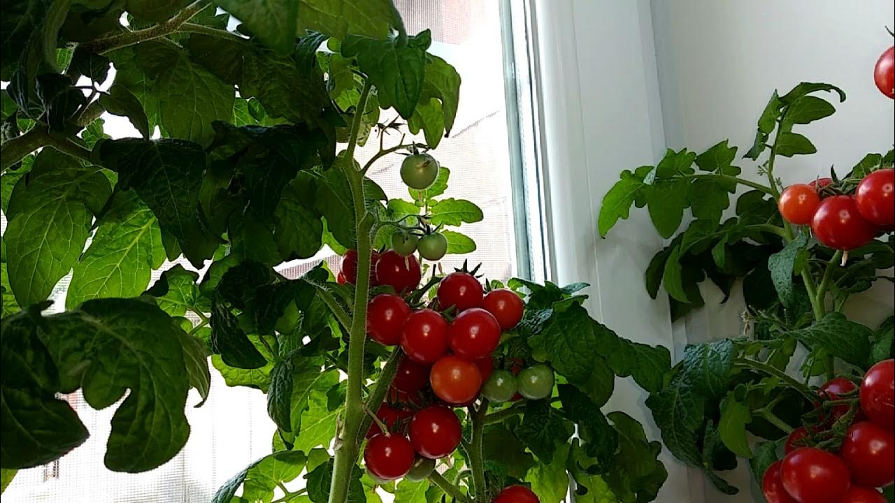 Томат "Чудо на окошке". - YouTube