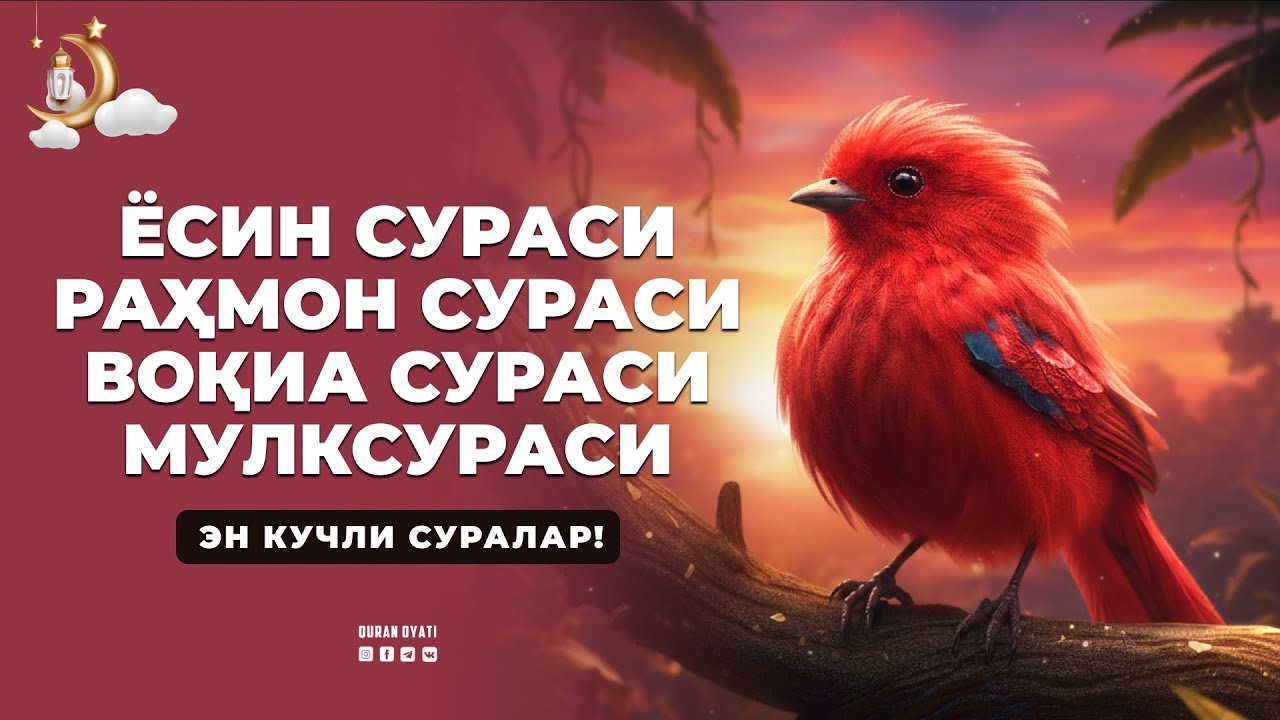 ЁСИН СУРАСИ / РАҲМОН СУРАСИ / ВОҚИА СУРАСИ / МУЛК СУРАСИ | ЭНГ КУЧЛИ СУРАЛАР!