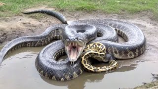 Signals of the Wetland Giants
