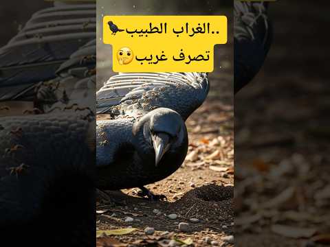 تصرف غريب الغراب الطبيب  شورتس حقائق غرائب حيوانات علوم معلومة قصص