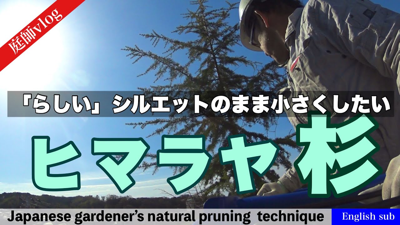 ヒマラヤスギを小さく！スカイマスターで剪定した！HiamrayaCedar (Cedrus dendara) English sub