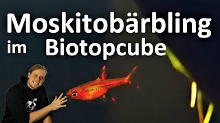 MINIFISCHE FÜR KLEINE AQUARIEN  Moskitobärbling im Biotopcube (Boraras brigittae)