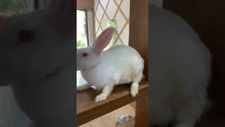 Download Lagu Can one rabbit live alone?#rabbit#bunny#beautifulbunny MP3