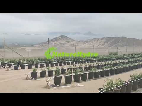 Industrial Blueberry Farming: Maximizing Yield with Advanced Root Zone Engineering