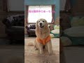 おどっぺみた