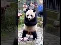 A panda accidentally dropped its cub while showing it off 🐼🥰#panda #trending #cute # #cutepanda