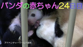 アドベンチャーワールド　パンダの赤ちゃん　24日目