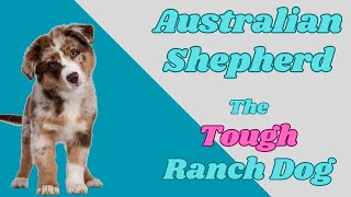 What you NEED to know about the Australian Shepherd Dog by PuppyNation 1,182 views 1 year ago 5 minutes, 22 seconds