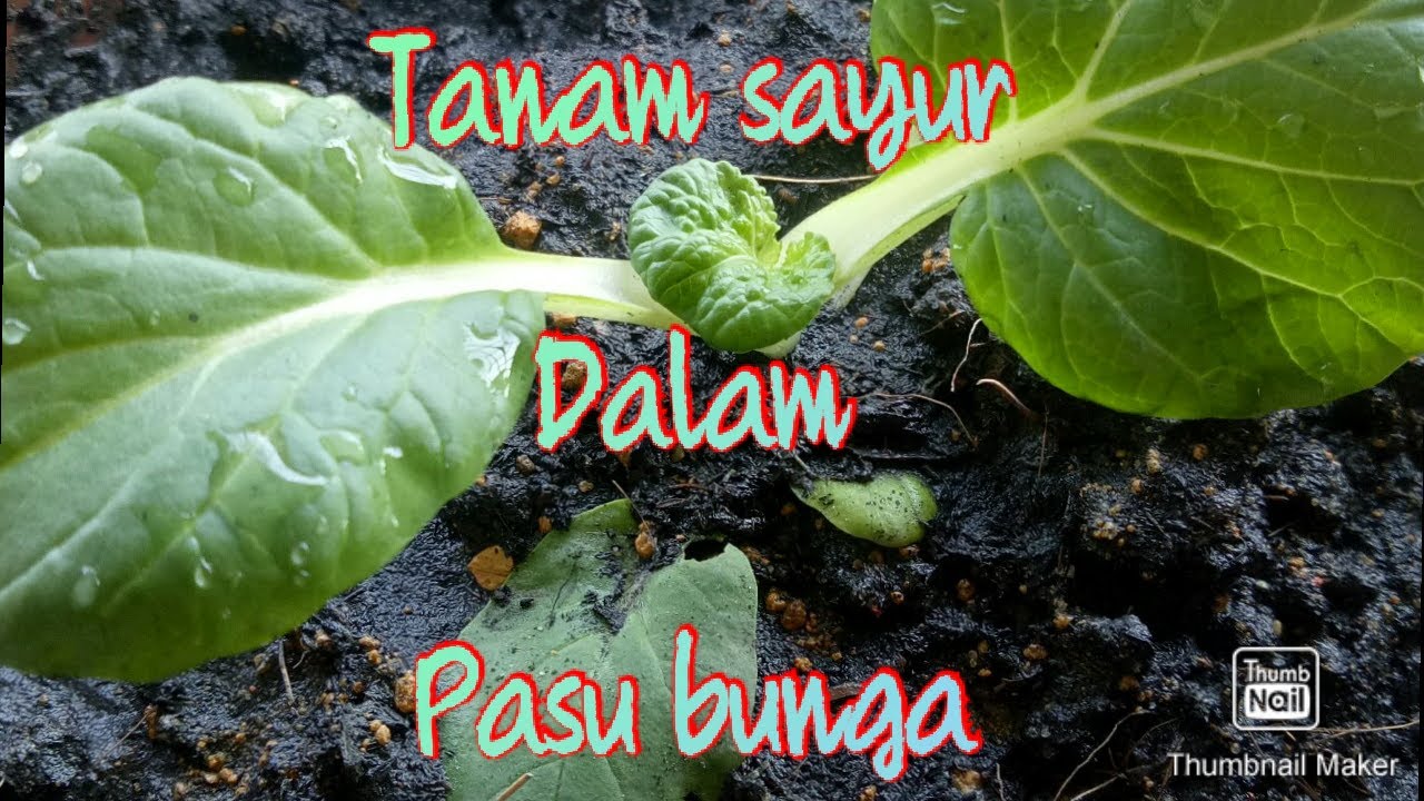 Tanam sayur guna pasu bunga saja 