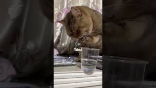 These Are The Thirstiest Cats