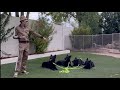 Training 4 Young Dogs At Once.. Part 1