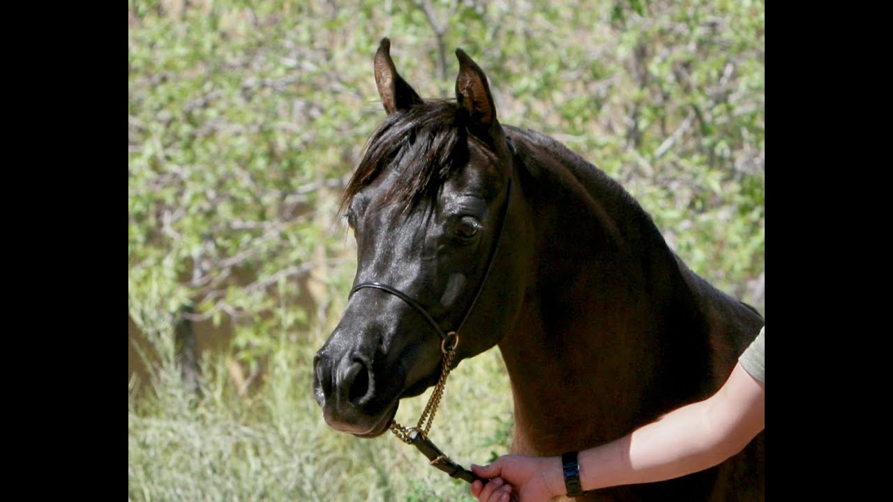 Black Straight Egyptian Arabian Mare FOR SALE. YouTube