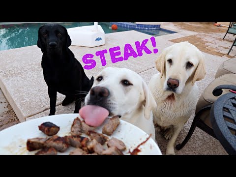 cooking-my-dogs-a-steak-meal!