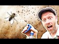 Crazy Flies! Finally Found a Natural Spray that Works.