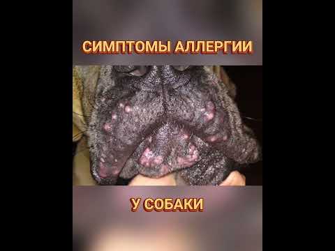 🐕📝🐾 Симптомы аллергии у собаки