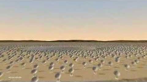 Square Kilometer Array