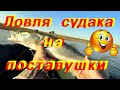 Ловля судака на малька #  поставушка / самоловка .Рыбалка  с ночевкой.