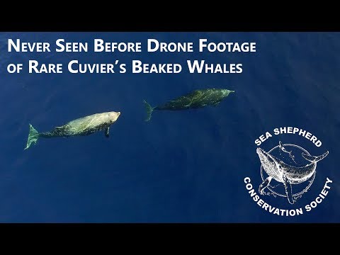 Never before seen drone footage of Cuvier's Beaked Whales - Never before seen drone footage of Cuvier's Beaked Whales