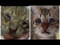 AMAZING TRANSFORMATION OF THE KITTEN FOUND IN A PLASTIC BAG