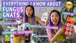 HOW TO PREVENT + GET RID OF FUNGUS GNATS | Plant pest management deep dive– everything I know! 🤓