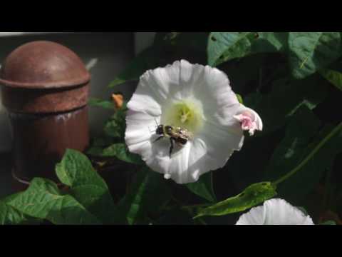 Video: Moonflower Pruning Tips: Kuv Yuav Tsum Txiav Rov Qab Kuv Lub Paj Paj Nruag