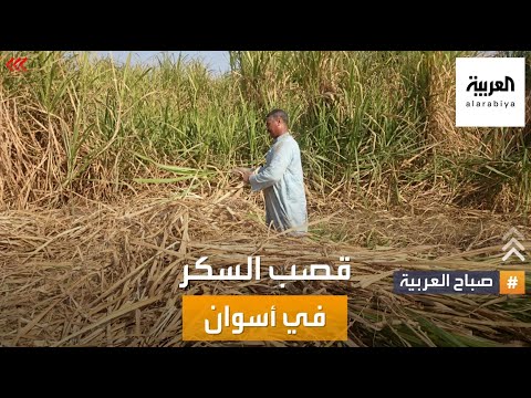 صباح العربية موسم حصاد قصب السكر من أسوان