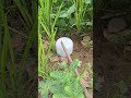 lampu ajaib #naturelovers #nature #wildlifeentertainment #trending #fyp #shortvideo