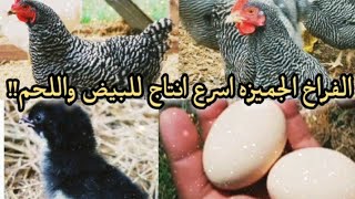 كل ما يخص تربية الفراخ الجميزه اسمعي قبل ما تشتري الافضل للبيض واللحم؟؟Gemmayzeh chicks for egg