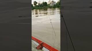 ikan baung nya sangat lahap