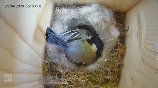 Great tit time laps compilation, nest building until the unfortunately bad end, what happened?