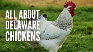 Delaware Chickens – Breed Profile, Facts and Care